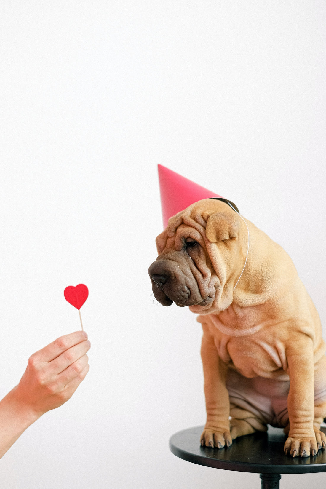 The Ultimate Valentine’s Day Gift Guide for Pet Lovers